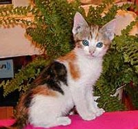 20080229201517_macka1-_s_modrymi_ocami.jpg